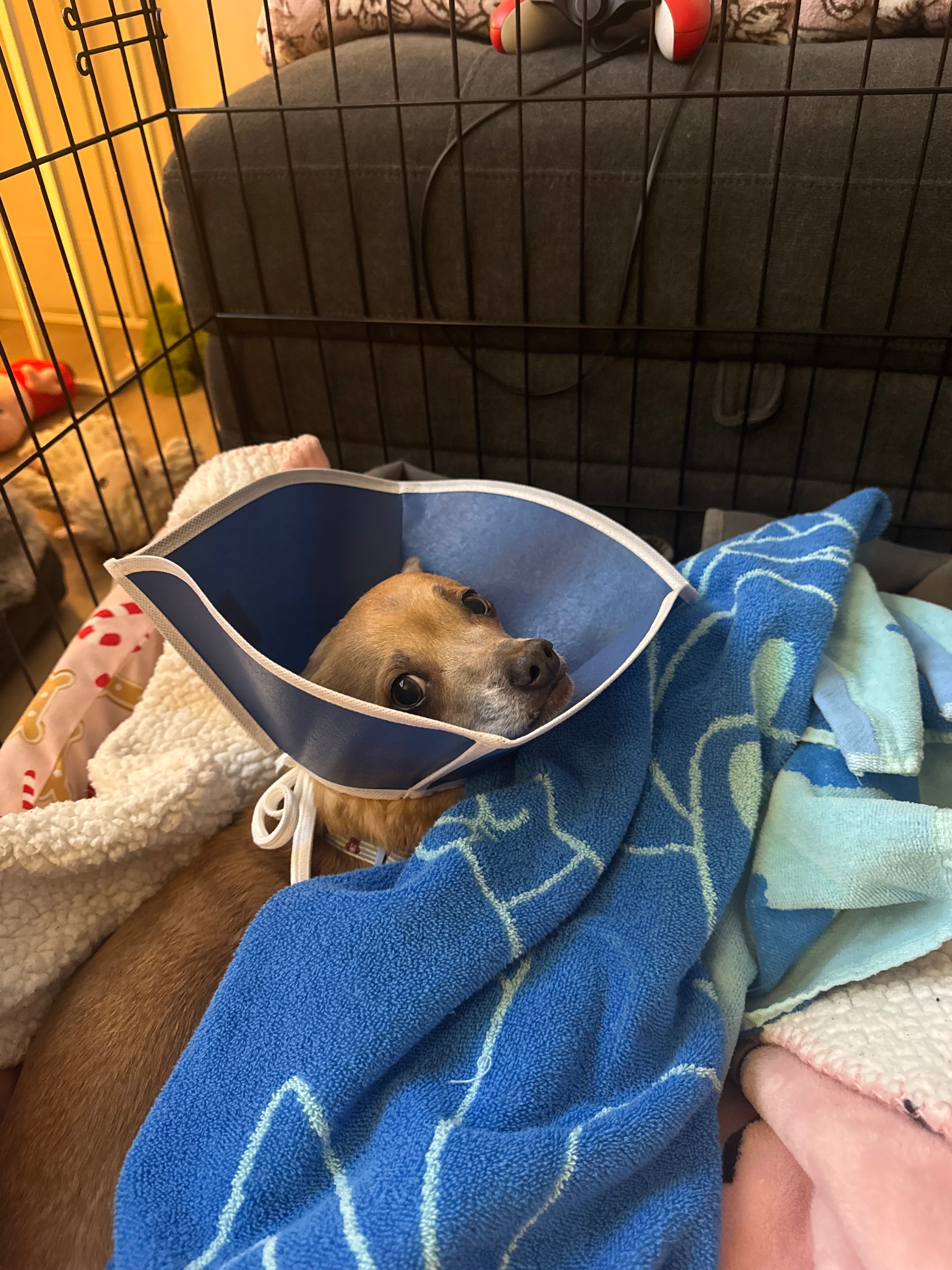 Help Oscar Get the Surgery He Needs campaign photo, 4 of 7