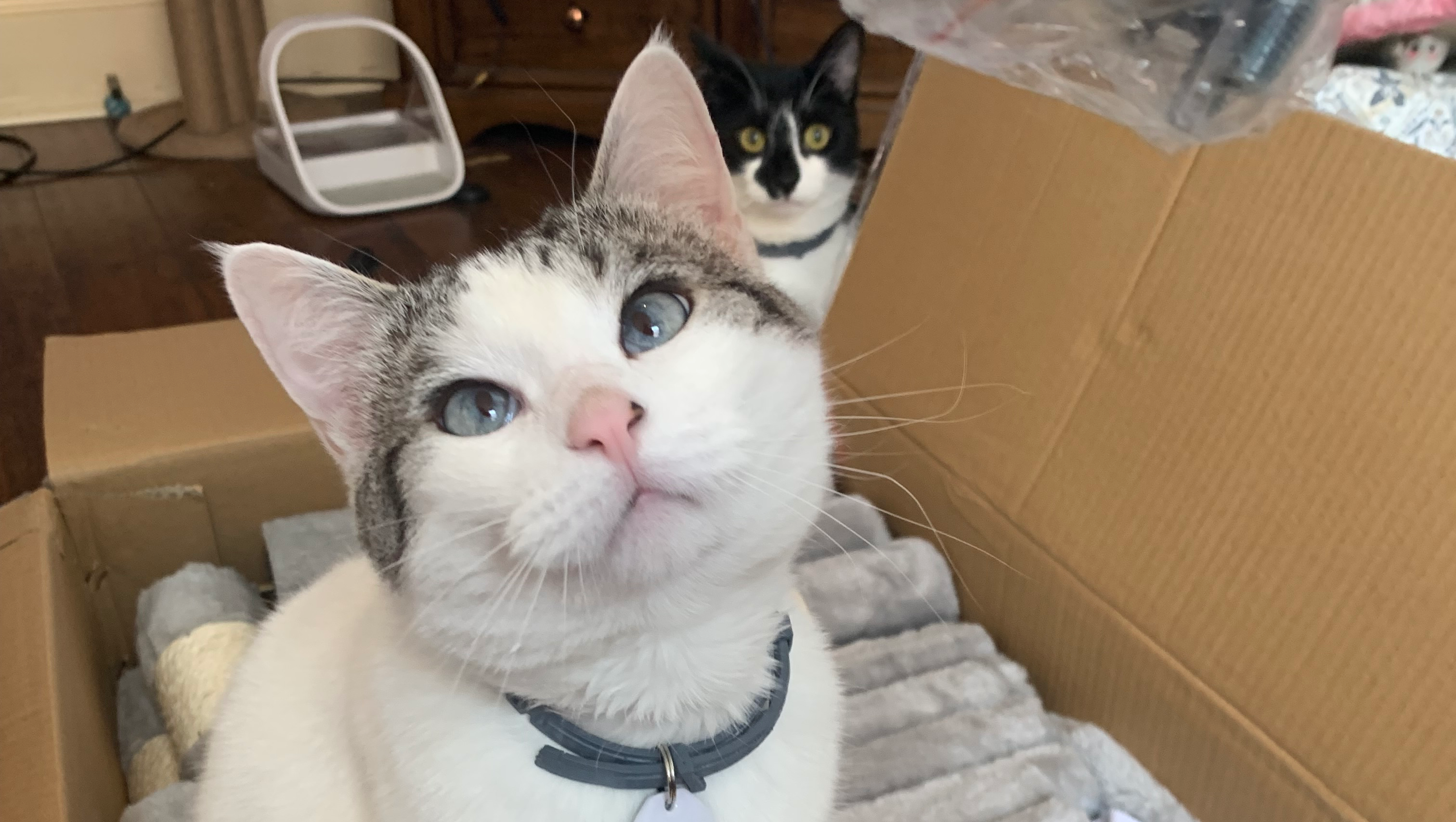 Fundraiser by Chloe Baker : Help Ayako get emergency vet treatment