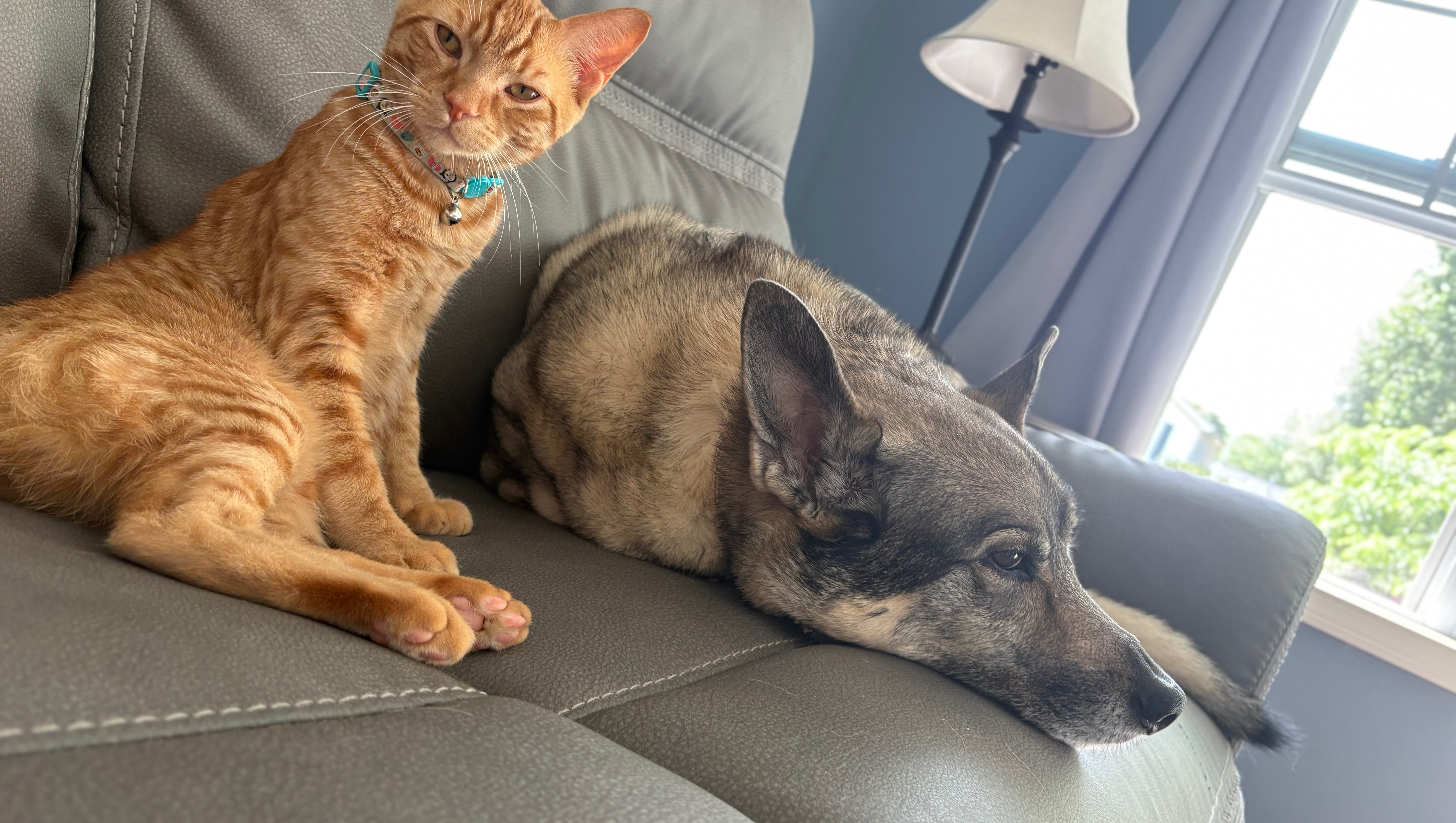 Help Me Get a Service Dog trained for PTSD photo