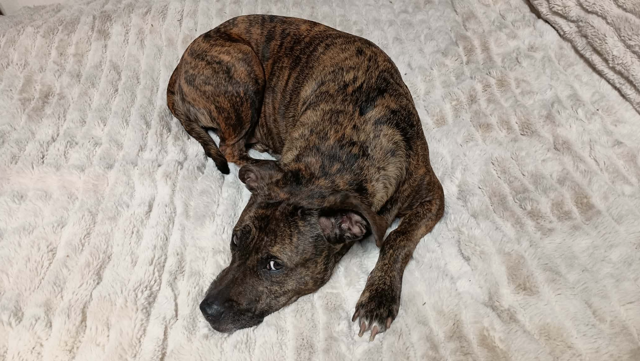 Help Felony Stay Safe While Her Owner Recovers