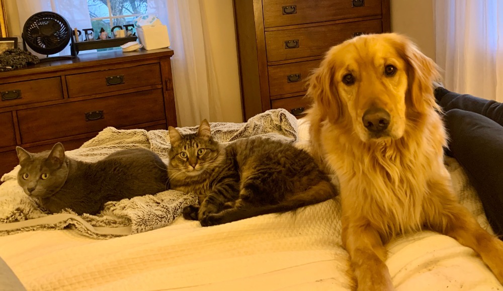 Fundraiser by Stephen Schoen : Help Penny & Peppy Recover from Lily  Poisoning