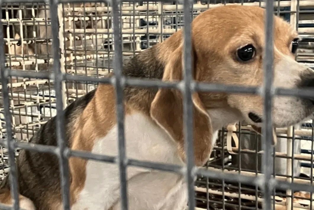 Fundraiser by Heather McNally : Rescue Mission to Save 2000 Beagles