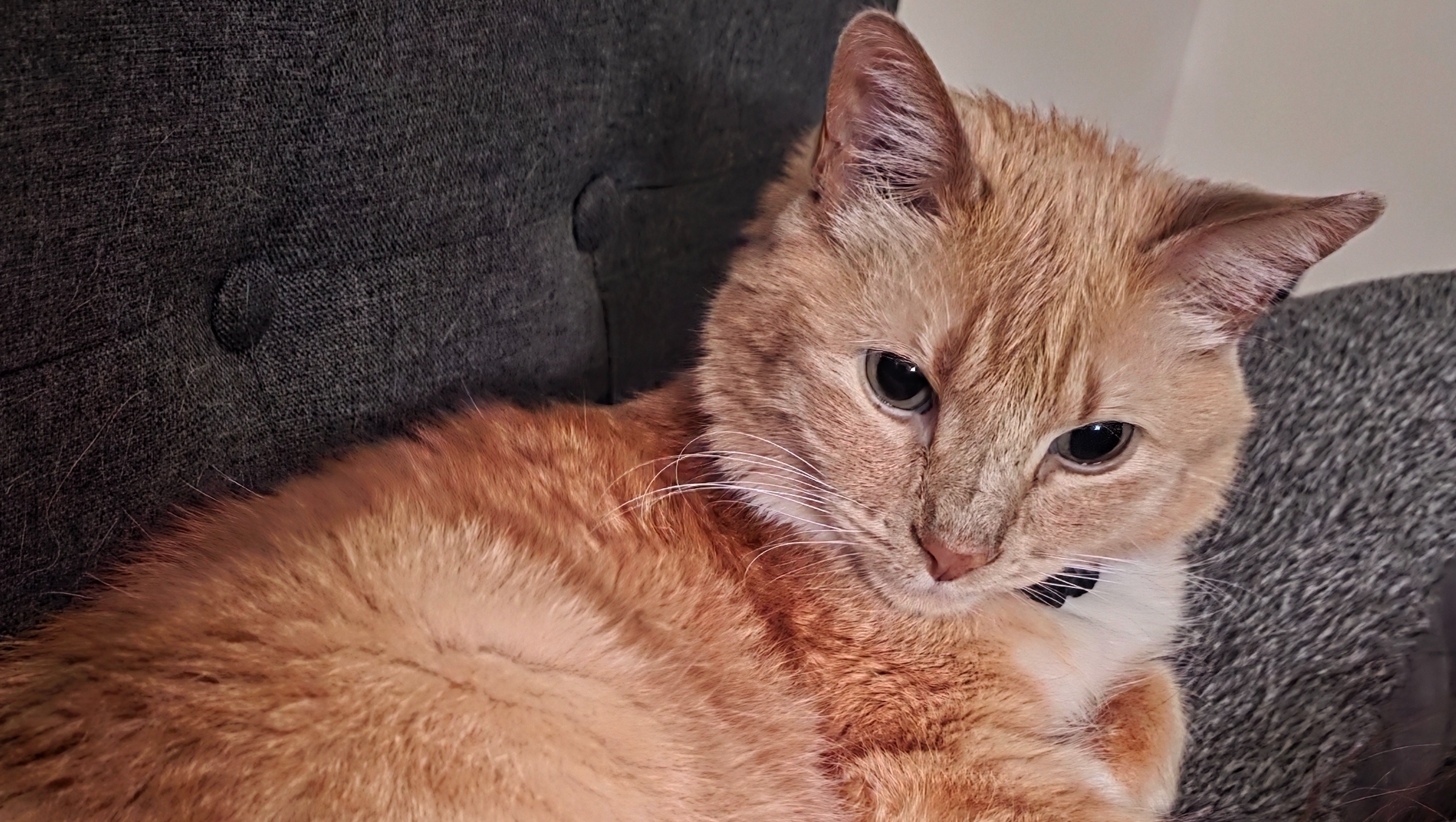 Help Dodge Fight Cancer photo