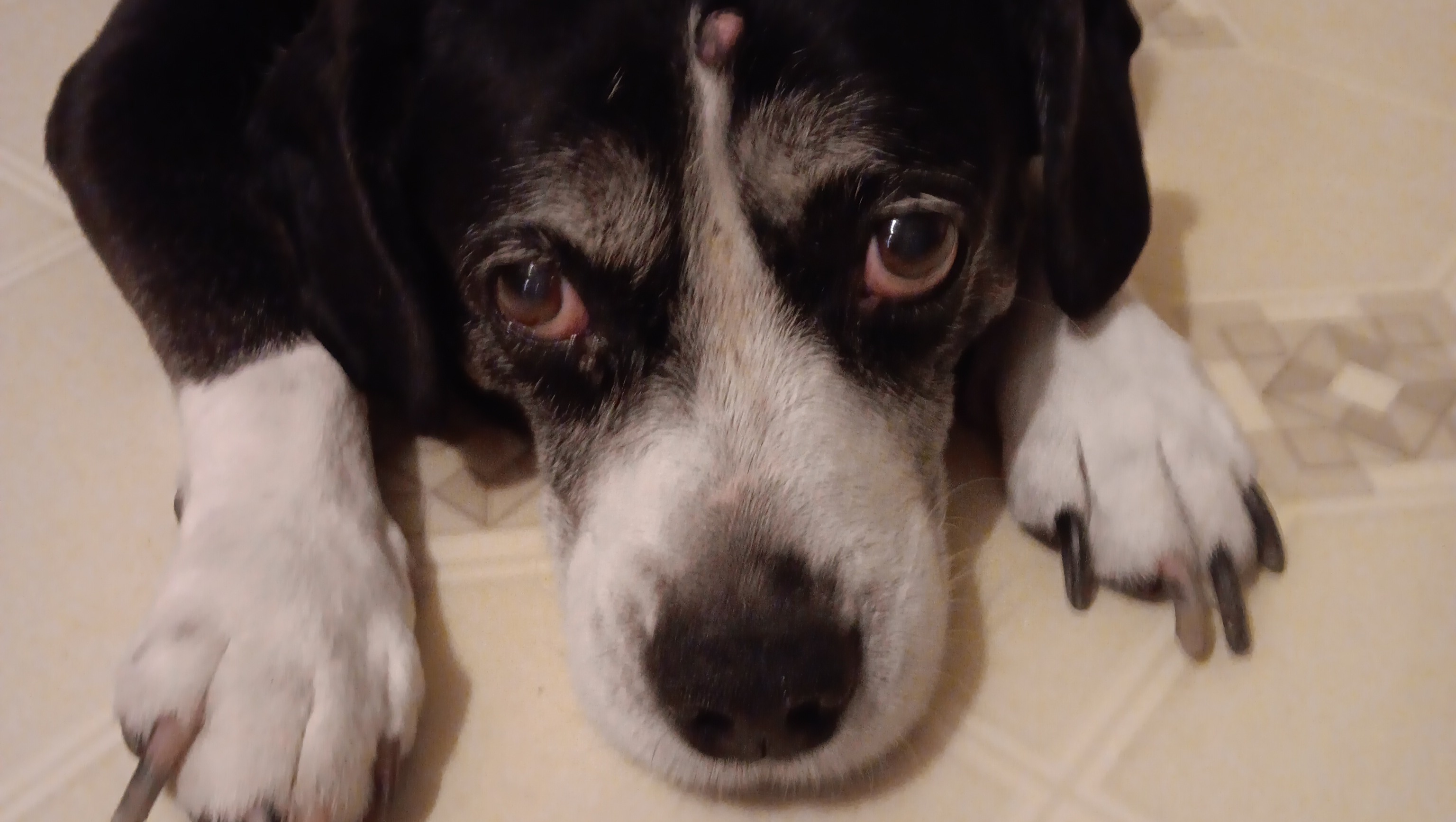 support my elderly dogs vet needs photo