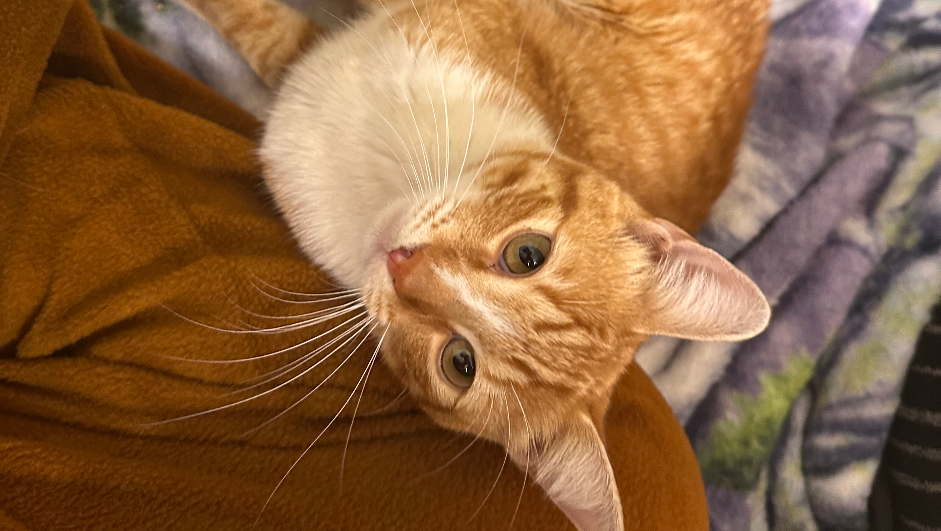 Give a kitten hit by a car a second chance photo