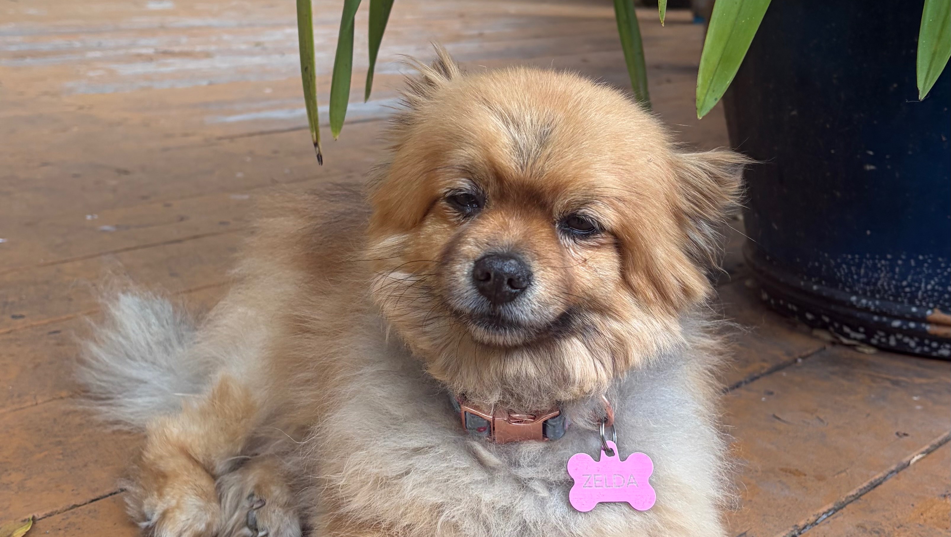 Support Zelda’s Journey Back To Health! photo