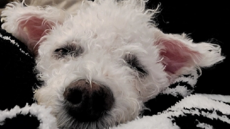 Help Chause w Emergency Surgery photo