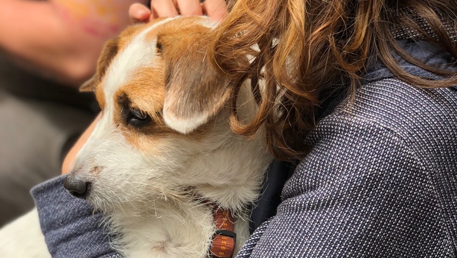 Help People & Animals in Need Thrive photo