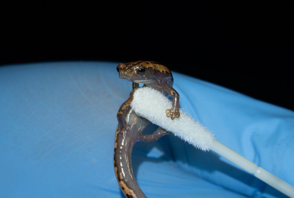 Support conservation research to protect Belize amphibians campaign photo, 4 of 5