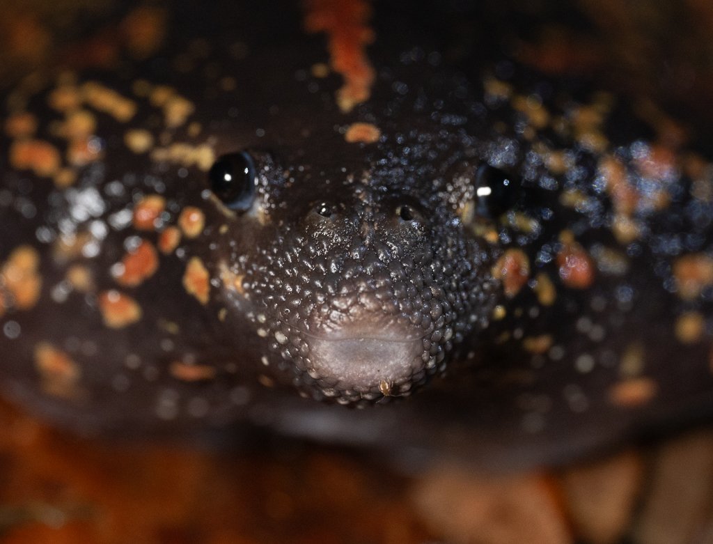 Support conservation research to protect Belize amphibians campaign photo, 2 of 5