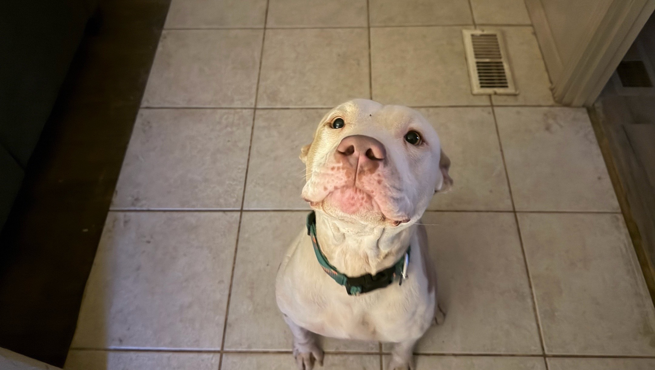 Help Arlo & Harlow Beat Heartworm photo