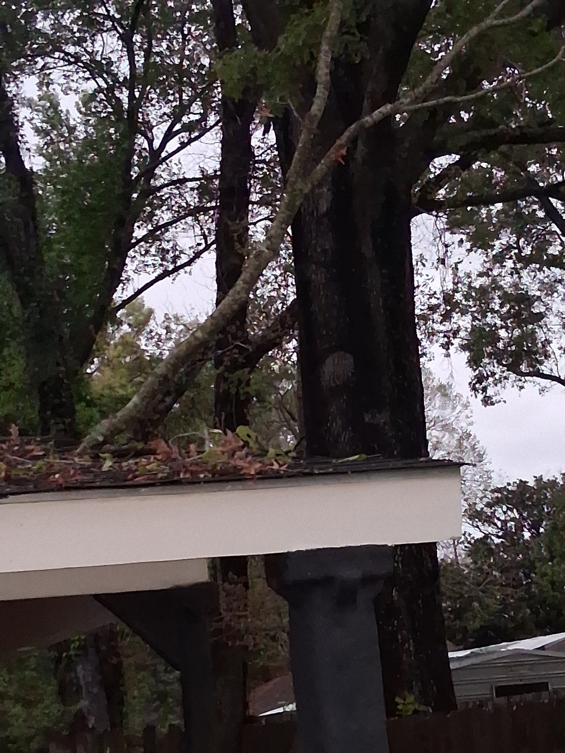 Help Kecia Remove Dangerous Trees Before Hurricane Season campaign photo, 4 of 5