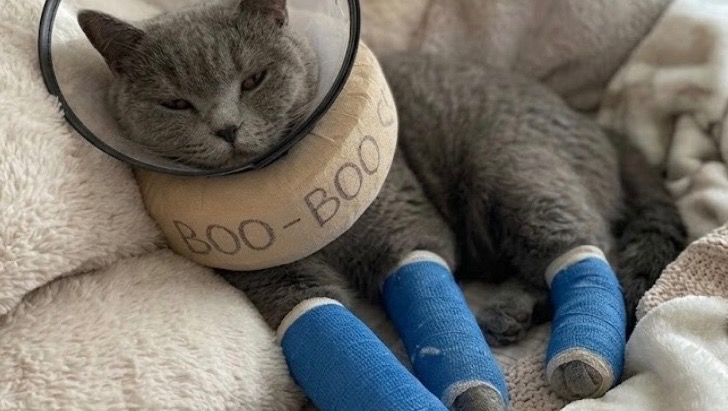 Support Tigers Urgent Surgery photo