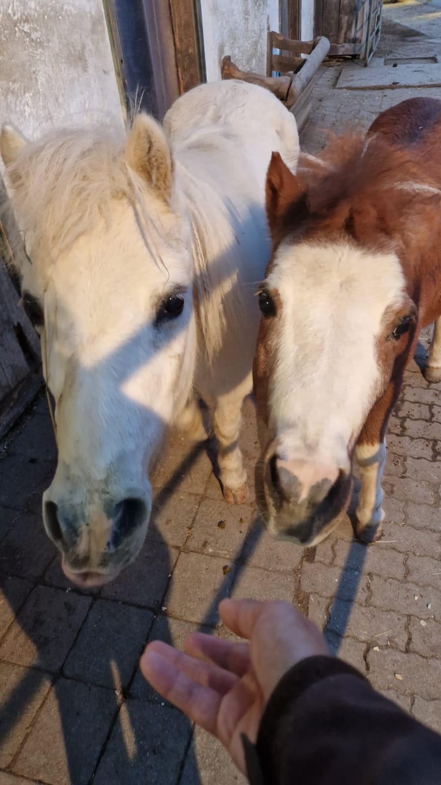 Kampagnen-Foto für „Sie haben vielen Kindern geholfen – jetzt brauchen sie uns, 7 von 8