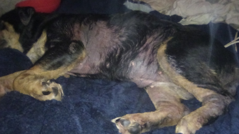 Support Roxie’s Journey to Better Health photo