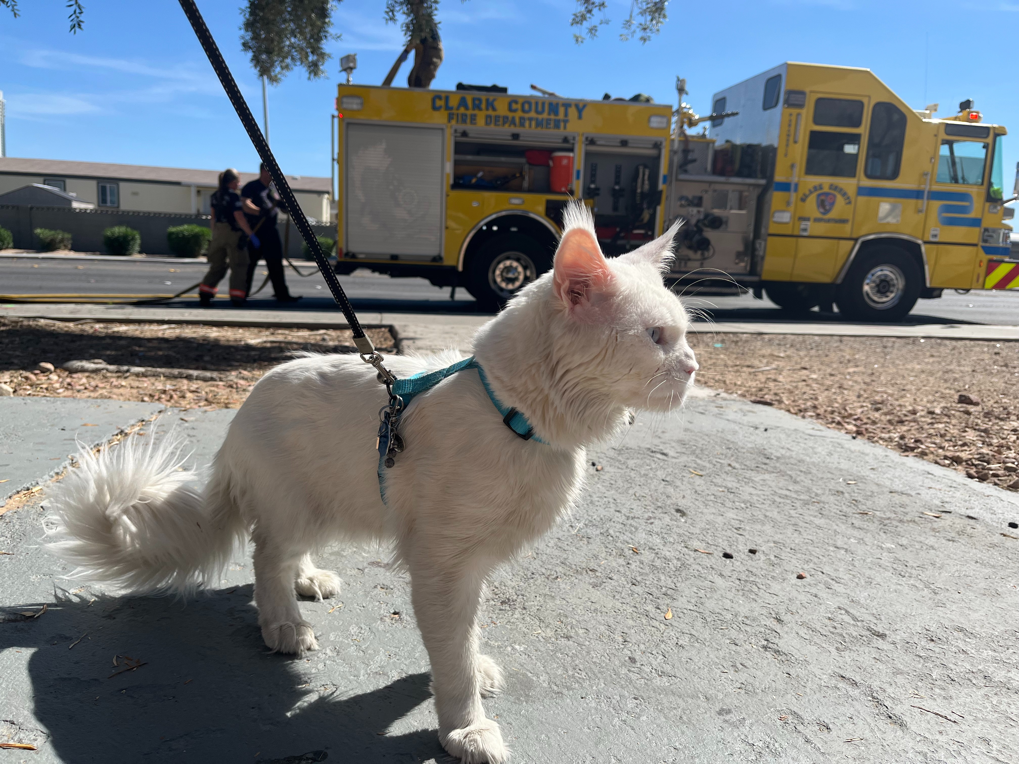 Help Falcor's Angels Deaf Mainecoon Cats For Veterans campaign photo, 4 of 8