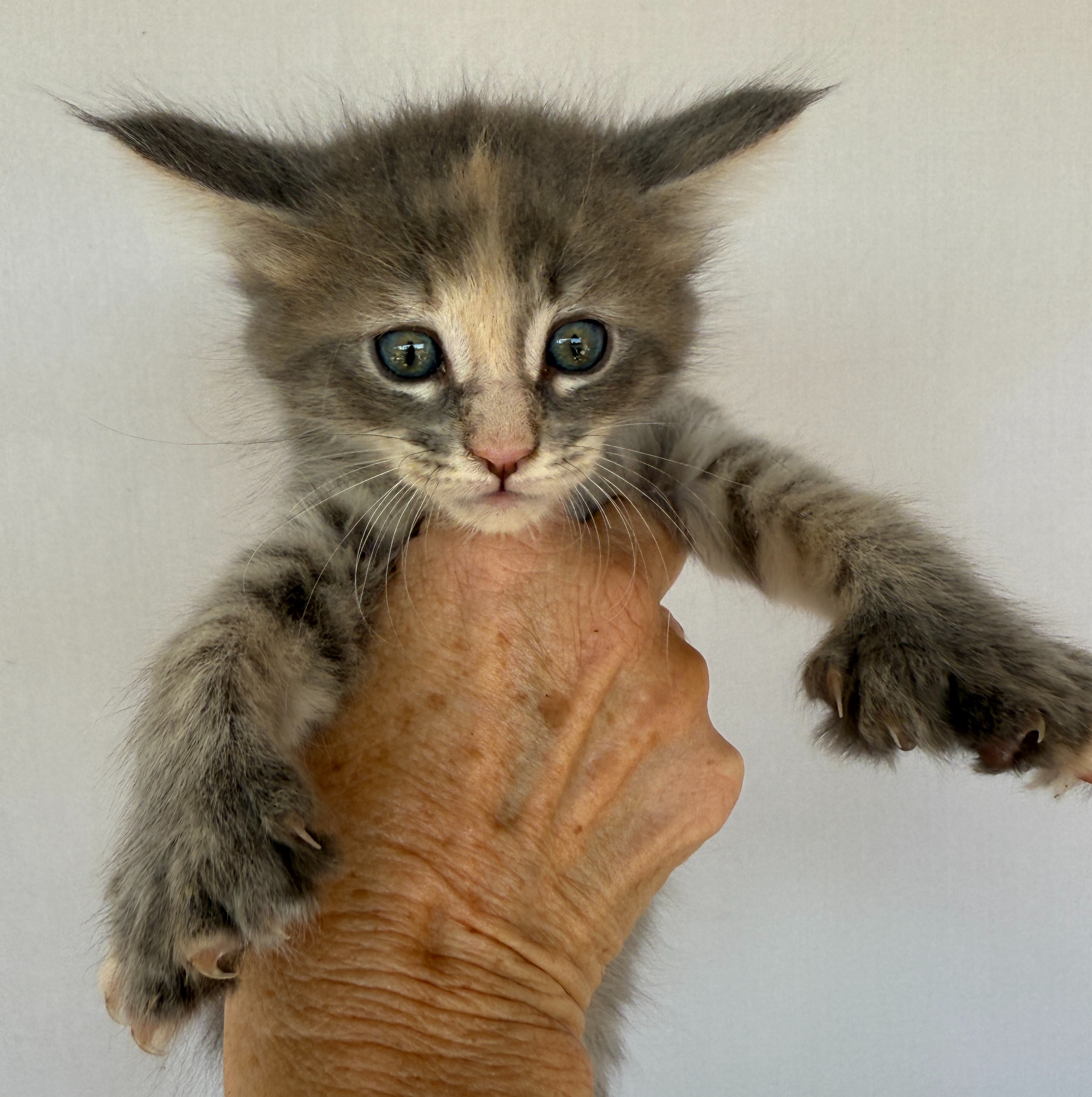 Help Falcor's Angels Deaf Mainecoon Cats For Veterans campaign photo, 6 of 8