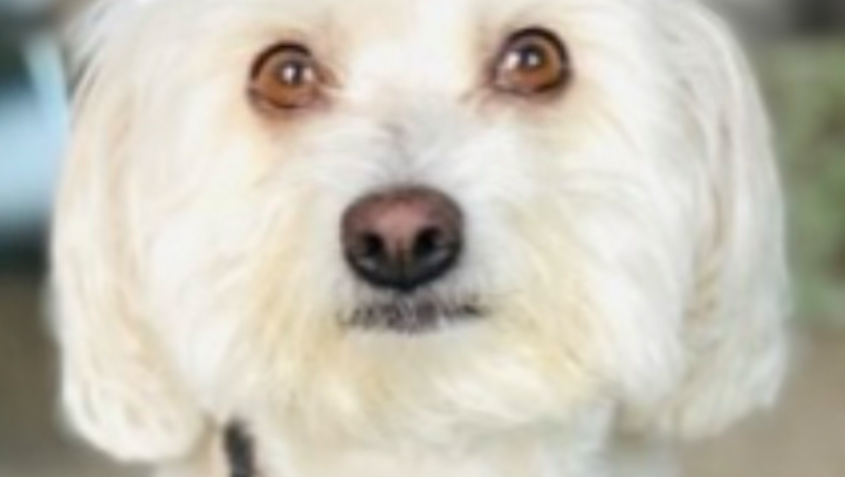 Help Support Hunnie — My Heart, My Lifeline