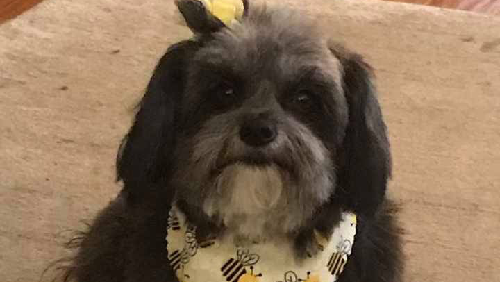 Help Mushroom Recover After Pitbull Attack