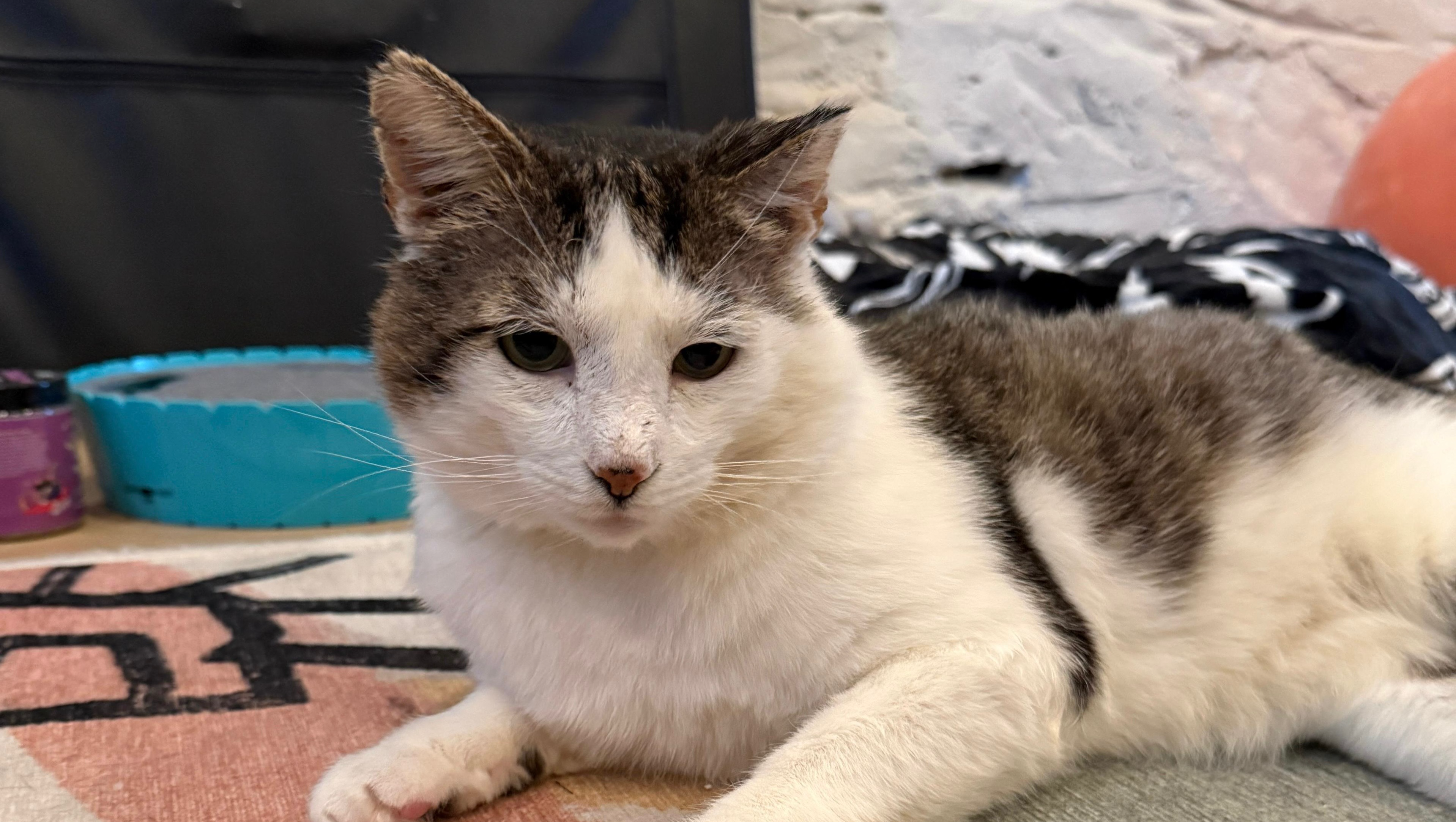 Support Big Boi’s Journey to Health photo