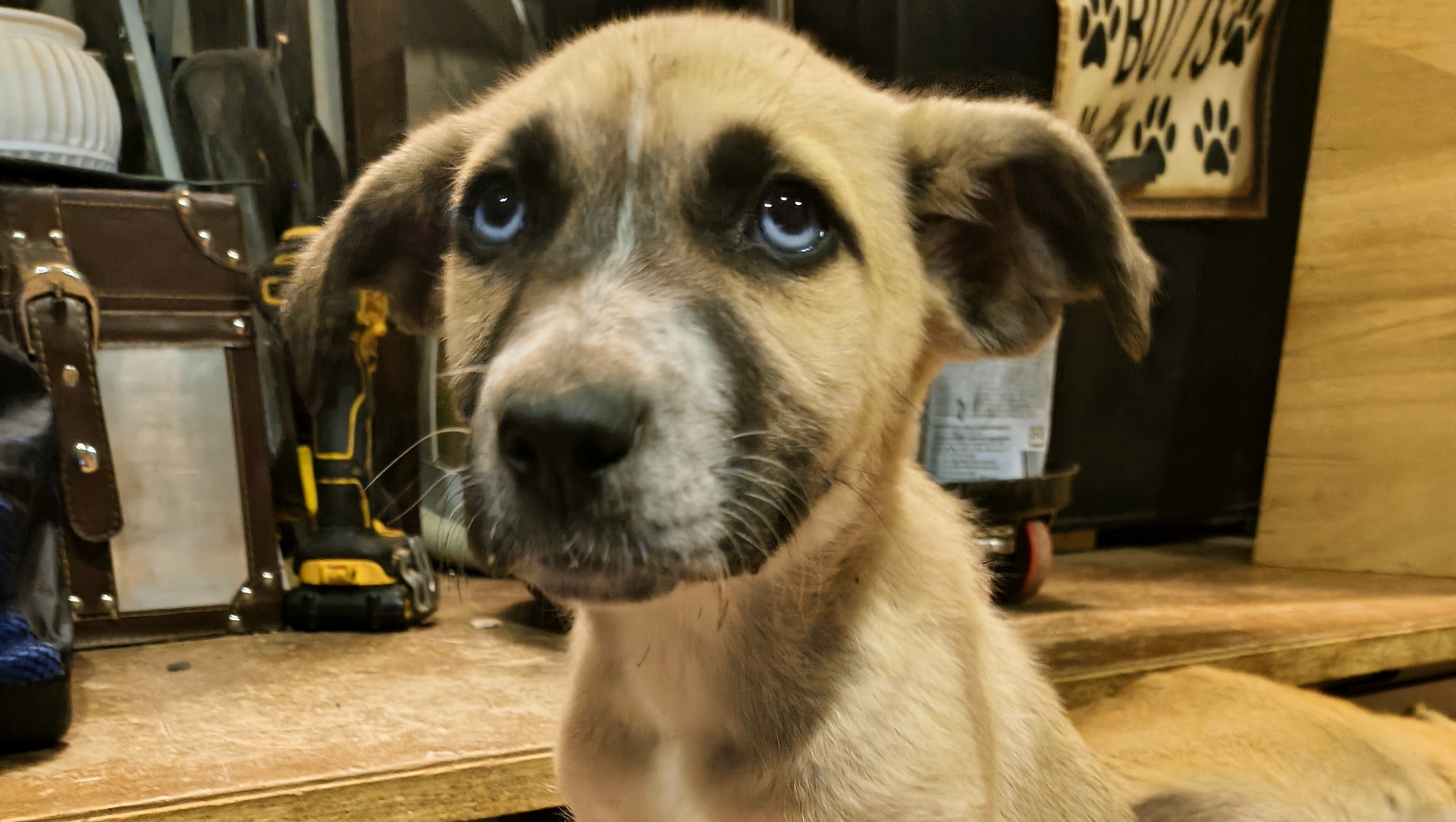 Help Stray Puppies get medical attention!!! photo