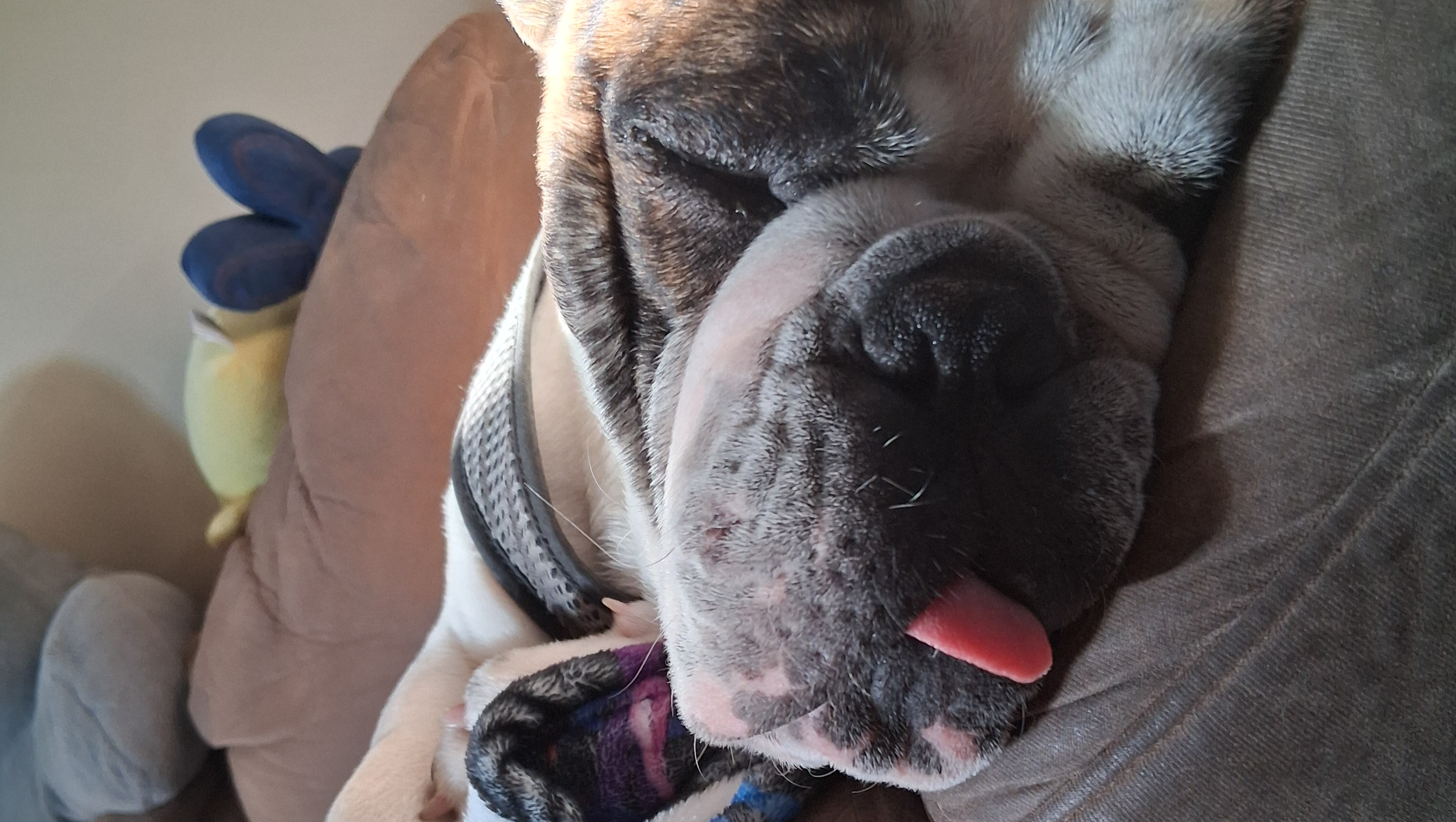 Help me keep pets and owners together! photo