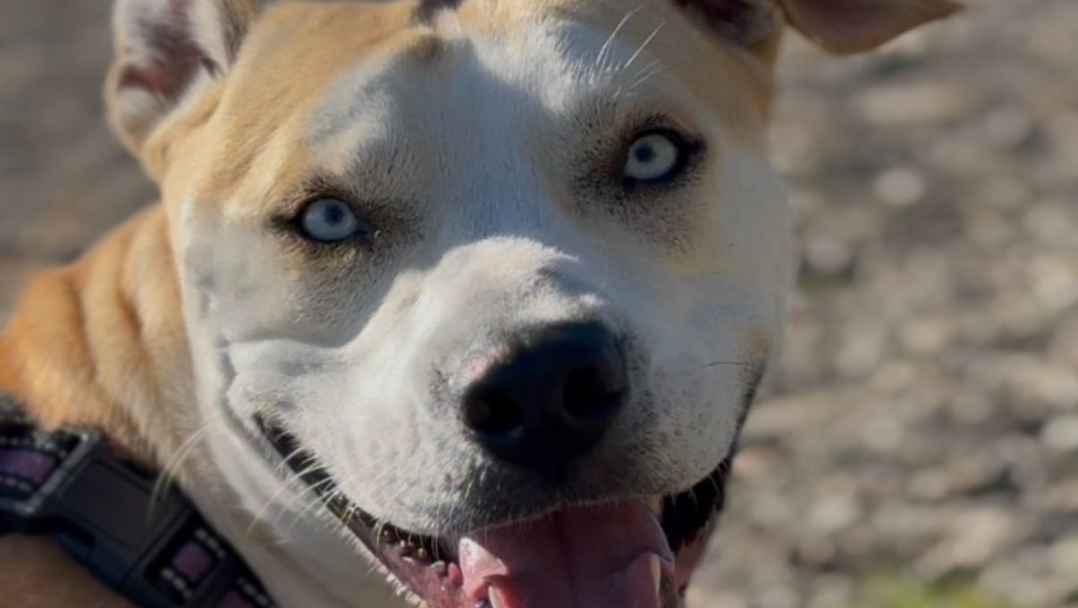 Help Zachariah & AXL Stay Housed & Healthy photo