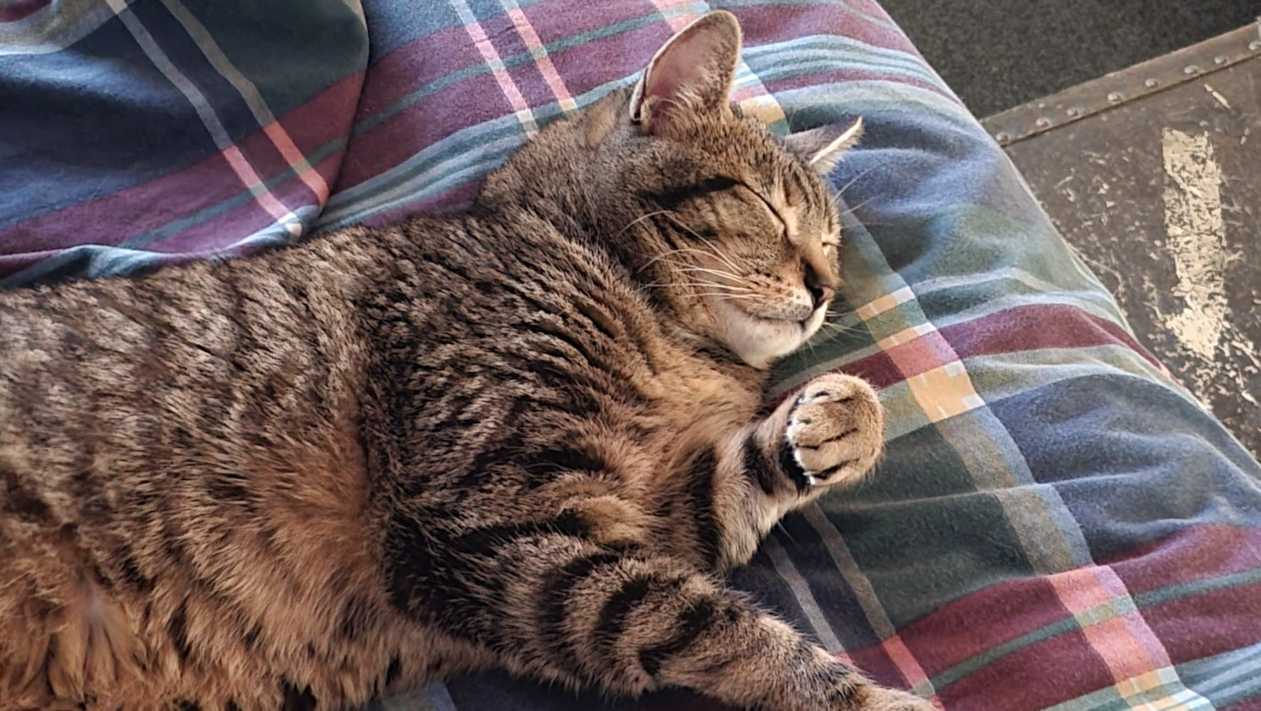 Support Peter’s Healing Journey After Vet Emergency photo