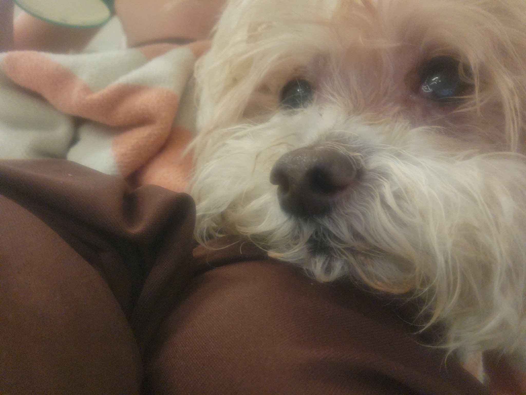 Save Ellie my service dog: Needs URGENT care campaign photo, 5 of 7