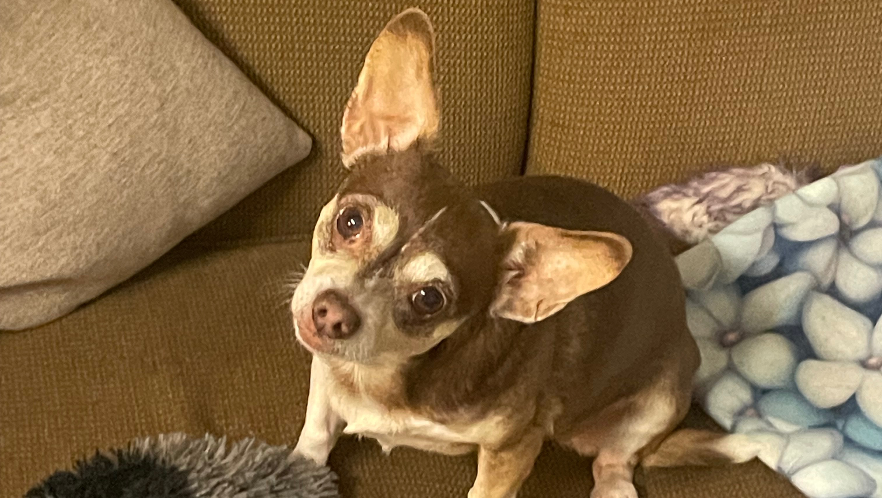 Help Leanne & Her Dog Get Back on Their Feet photo