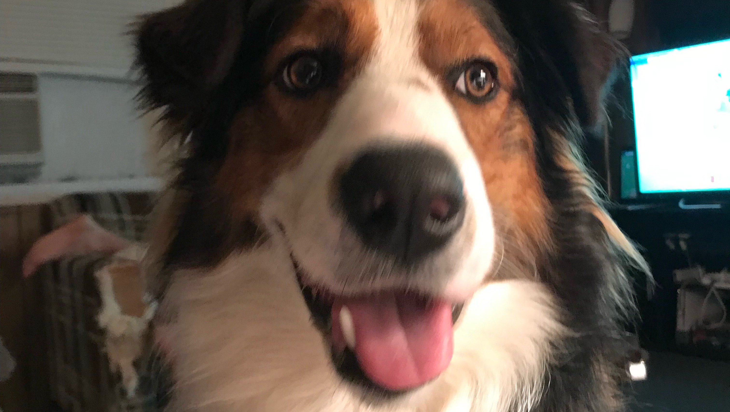 Hawkeye passed at only 7 years old 4.22.26 photo