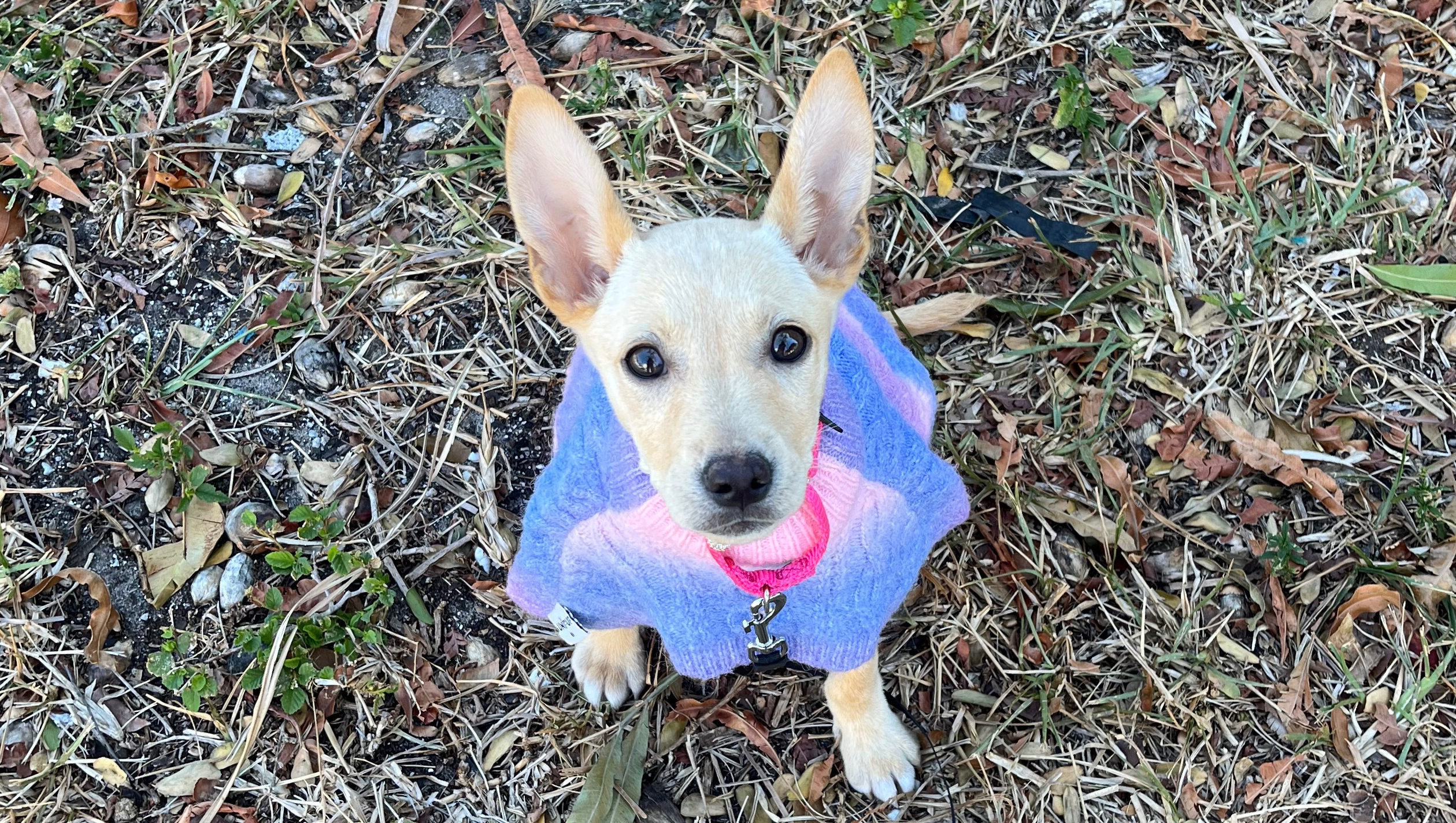 Help Daisy Get the Urgent, Life Saving Care She Needs  photo