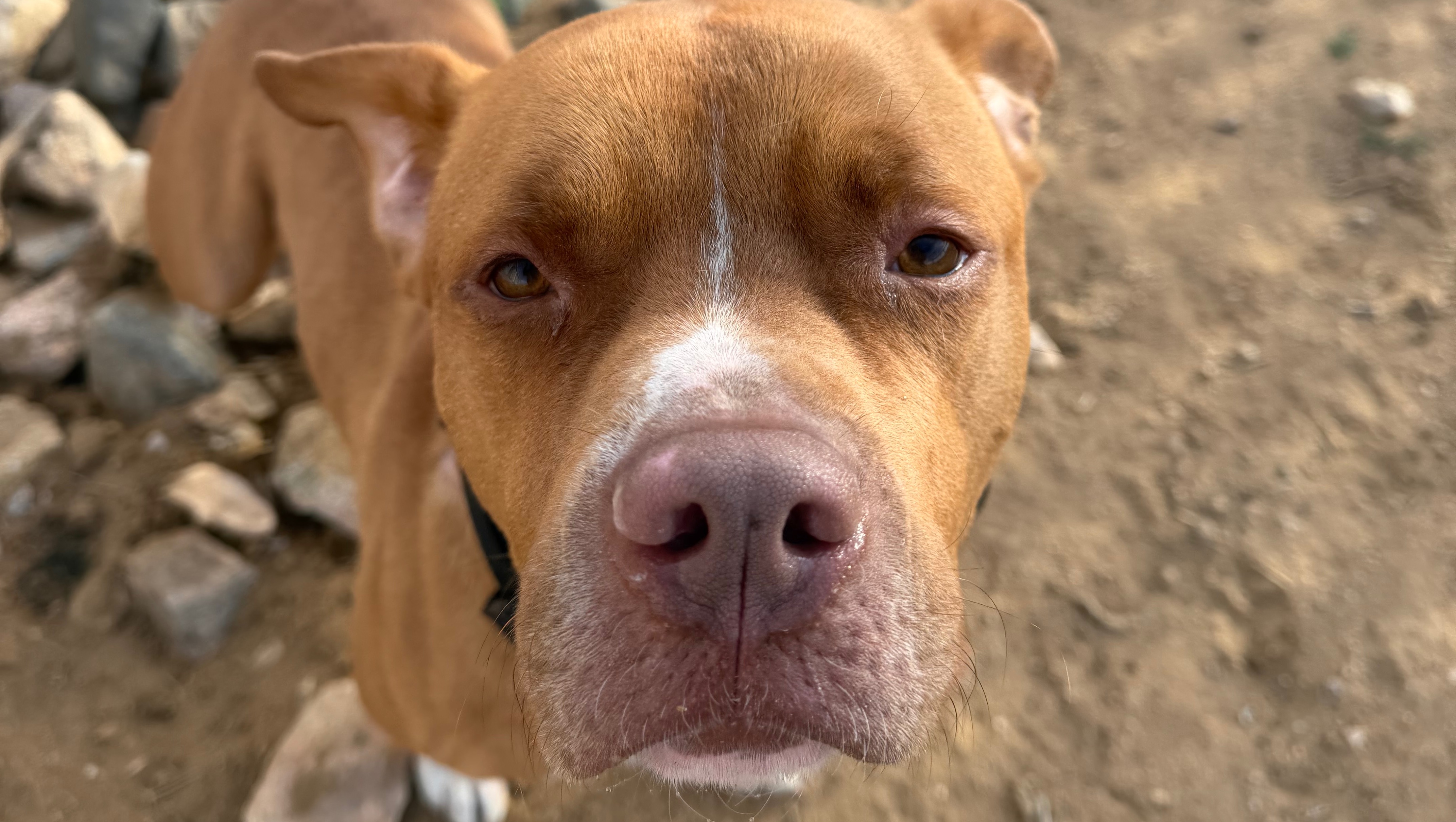 Help Alltheunwantedpitbulls Feed 26 Dogs photo