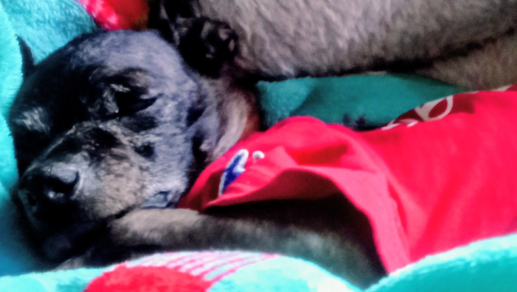 Help Lay Onyx to Rest with Love photo