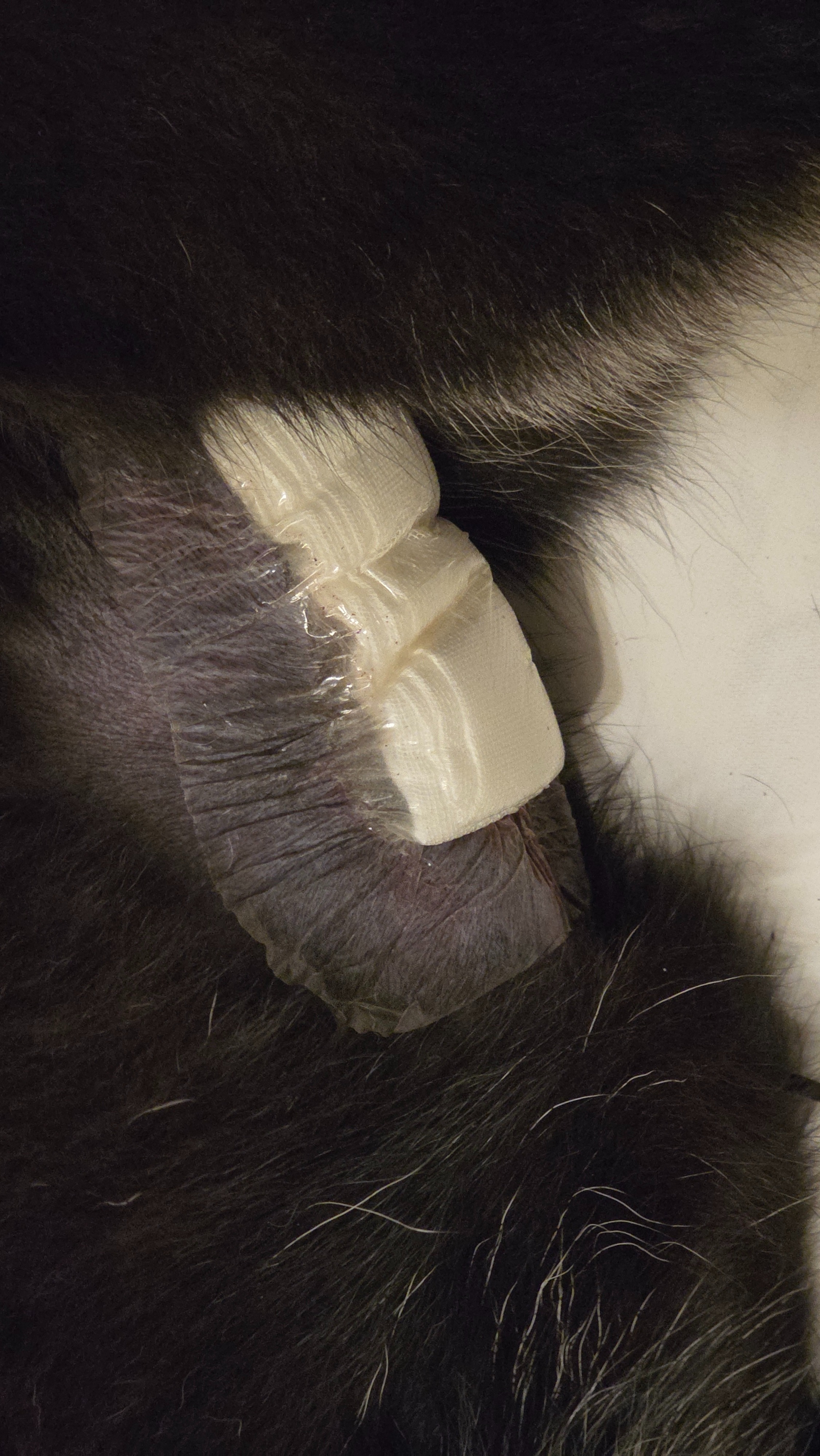Oma and I Almost Died - Emergency Surgery & Recovery Help campaign photo, 4 of 8