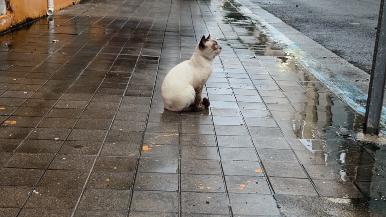 Join PawsOfPR in Caring for Puerto Rico’s Strays photo