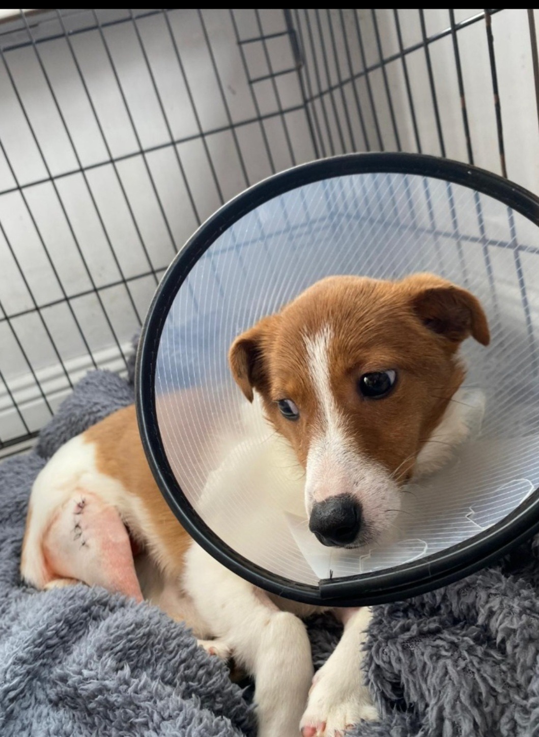 Fundraiser by Cara Rescue Dogs : Help needed
