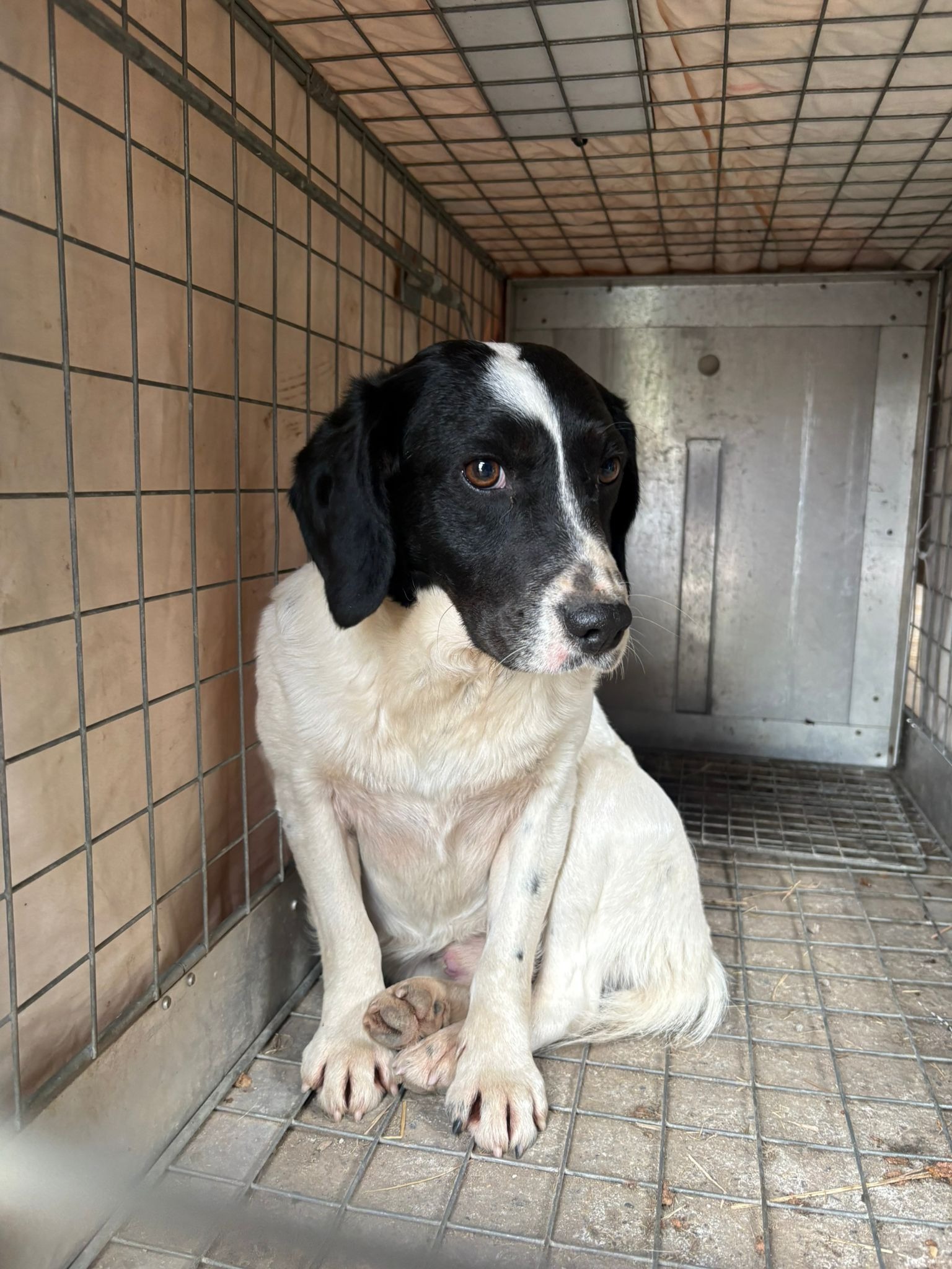 Fundraiser by Cara Rescue Dogs : Help needed