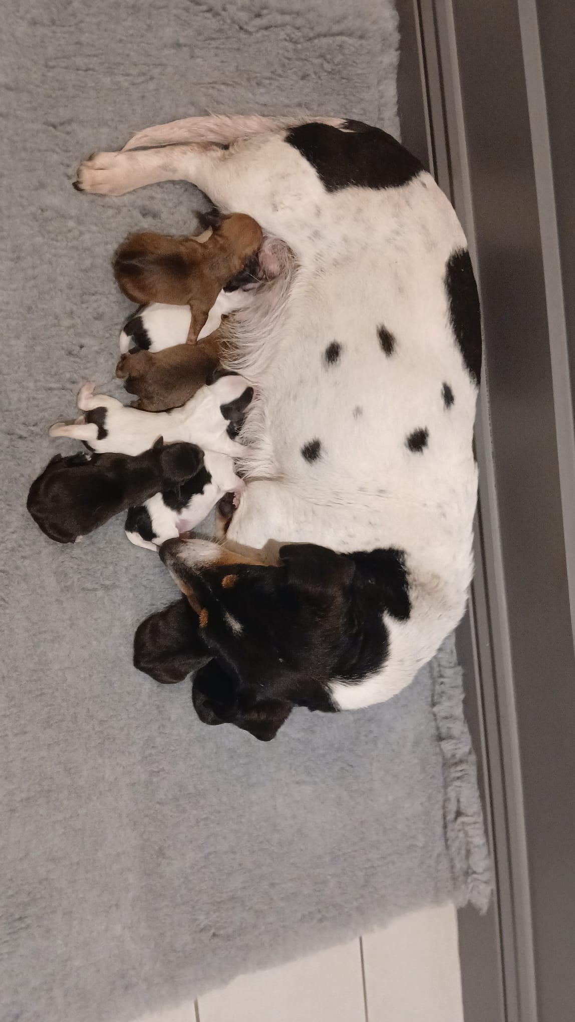 Fundraiser by Cara Rescue Dogs : Help needed