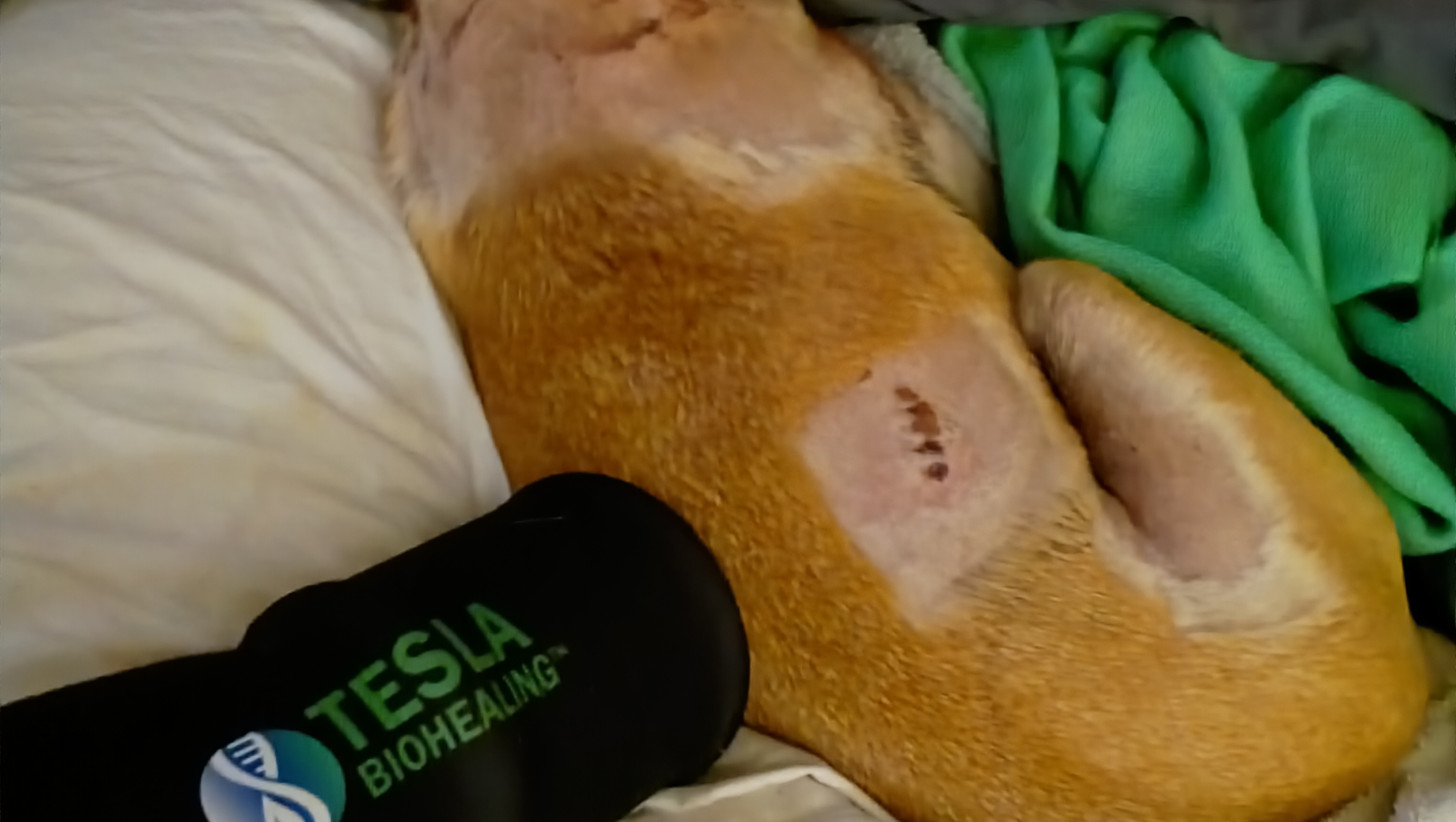 Help Sunny, Gia & Sarah Recover After Dog Attack