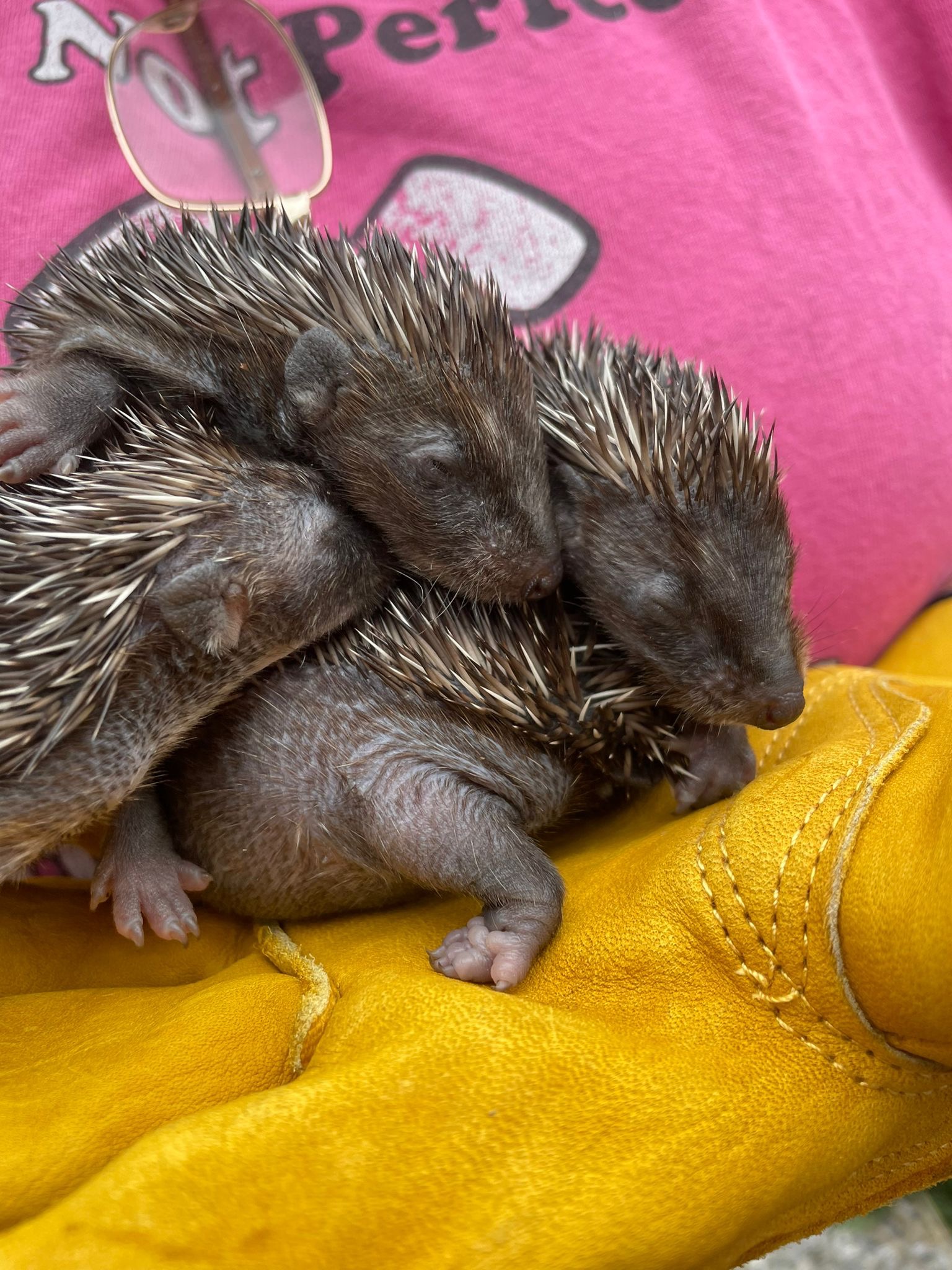 ORPHANED HOGLET INCUBATOR campaign photo, 4 of 8