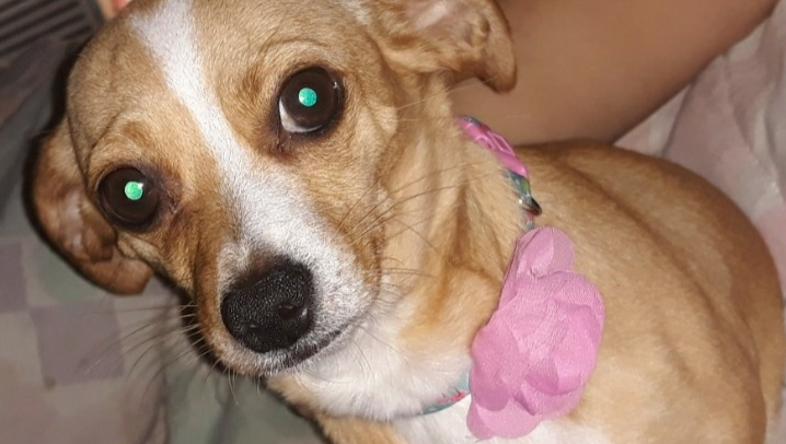 Help Zoey Get Life-Saving Surgery photo