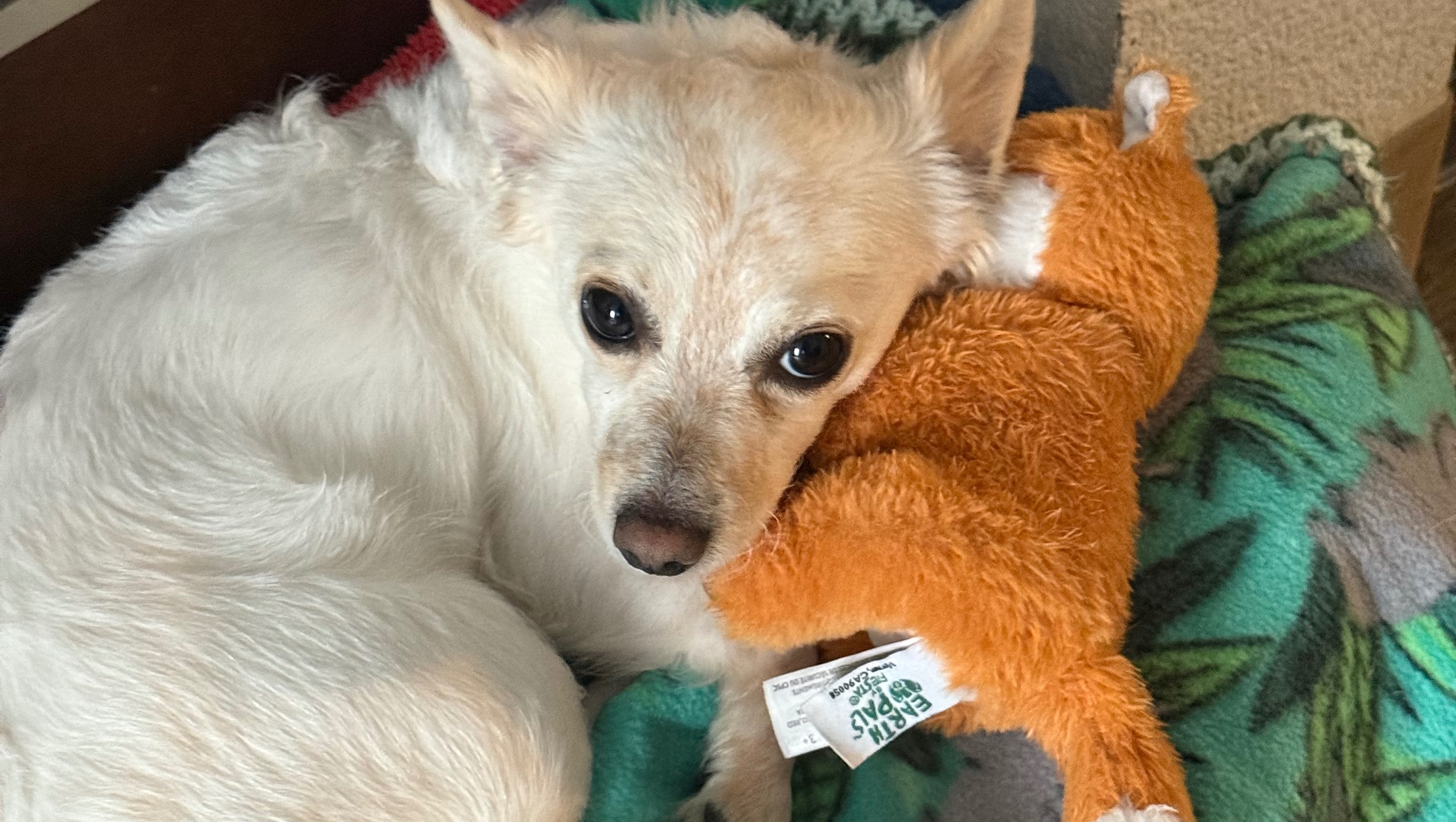 Help Save My Dog’s Life