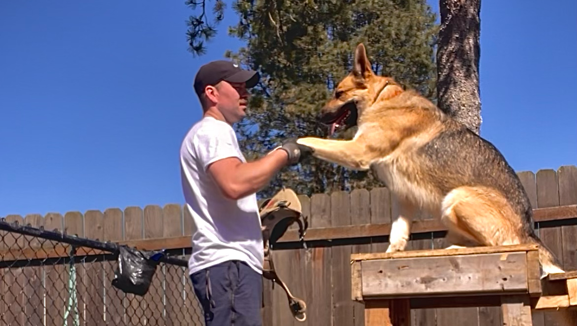 Help a Shepherd Find Their Purpose photo