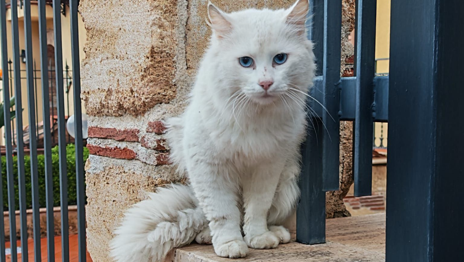 Spese veterinarie per KIMBA photo
