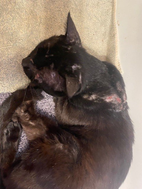 Help Sylvester Recover From Eye Infection And Injury campaign photo, 5 of 6