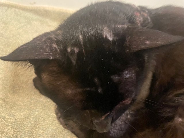 Help Sylvester Recover From Eye Infection And Injury campaign photo, 2 of 6