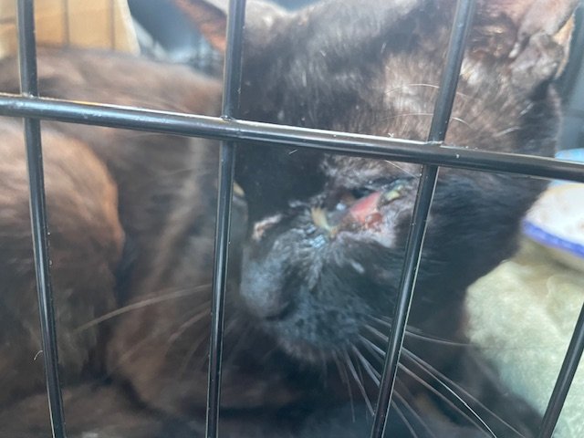 Help Sylvester Recover From Eye Infection And Injury campaign photo, 4 of 6