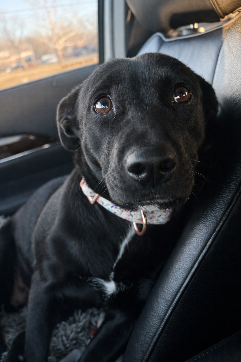 Help Save Sissy: Heartworm Treatment Needed campaign photo, 7 of 8