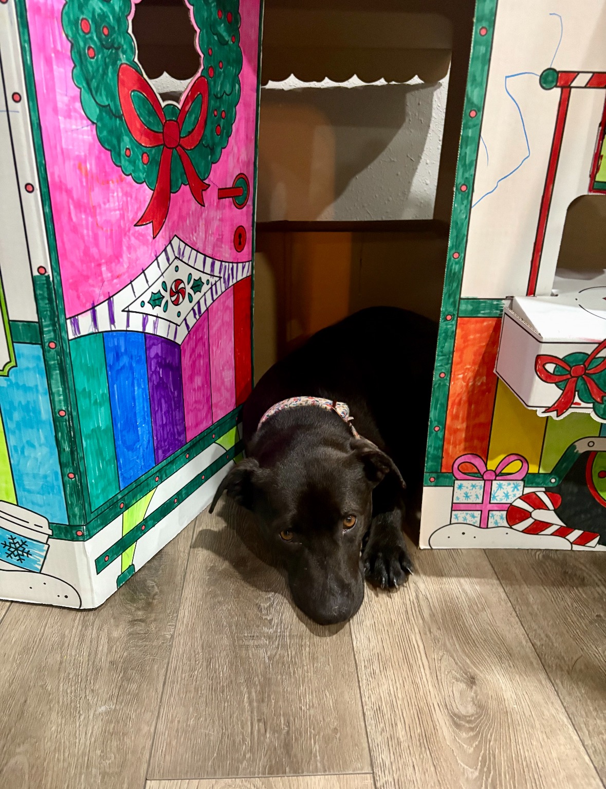 Help Save Sissy: Heartworm Treatment Needed campaign photo, 2 of 8